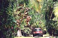 Mini in the Palm Jungle, Moorea