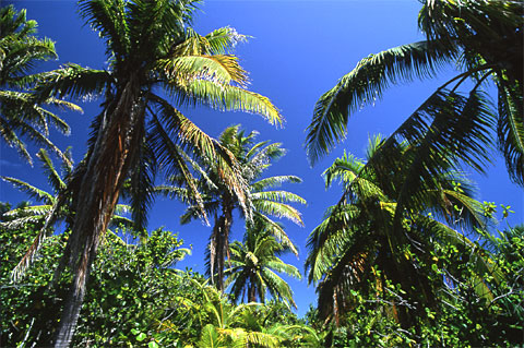 Palm Jungle of Tuamotu, Bora Bora