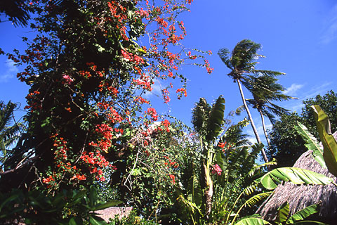 Blooming. Bora Bora