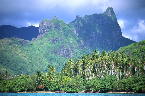 Moutain and Palm Trees. Moorea