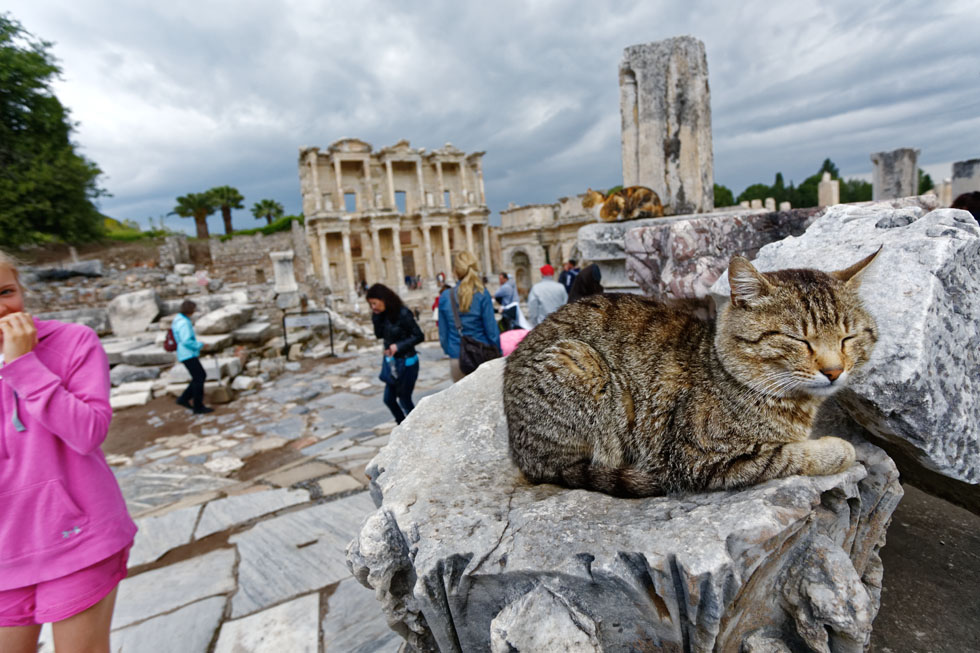 世界遺産エフェソスに住む猫