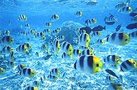 Tropical Fishes, Bora Bora