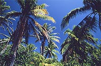 Palm Jungle, Bora Bora