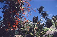 Red Blossoms and Palm Trees, Bora Bora