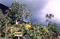 Sunshine after Shower, Moorea