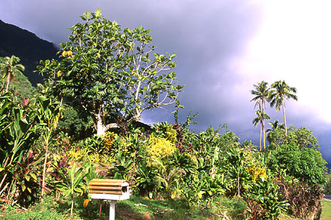 After the Shower, Moorea