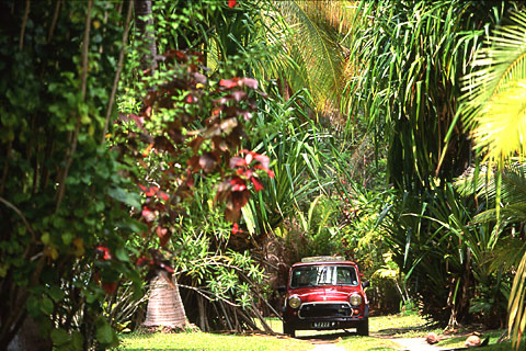Mini in the Tropical Jungle, Moorea