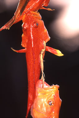 at a Fish Shop, Moorea