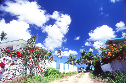 Down to the Beach, Flowers Blooming!