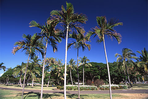 Palm trees, Waikiki Beach