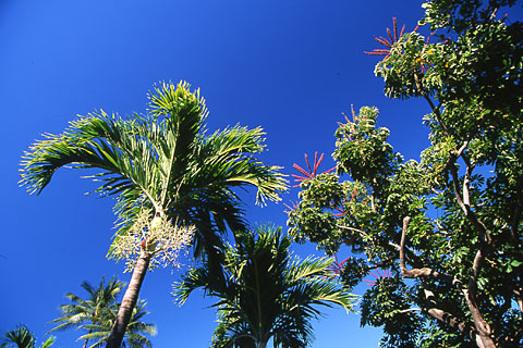 Beach Side Park Honolulu