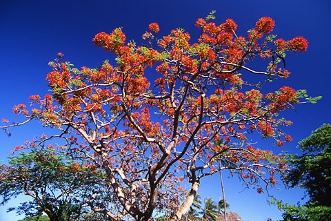 Beach Side Park Honolulu