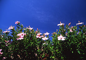 Blooming Pink at Lihue Airport, Kauai