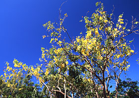 Beach Side Park Honolulu