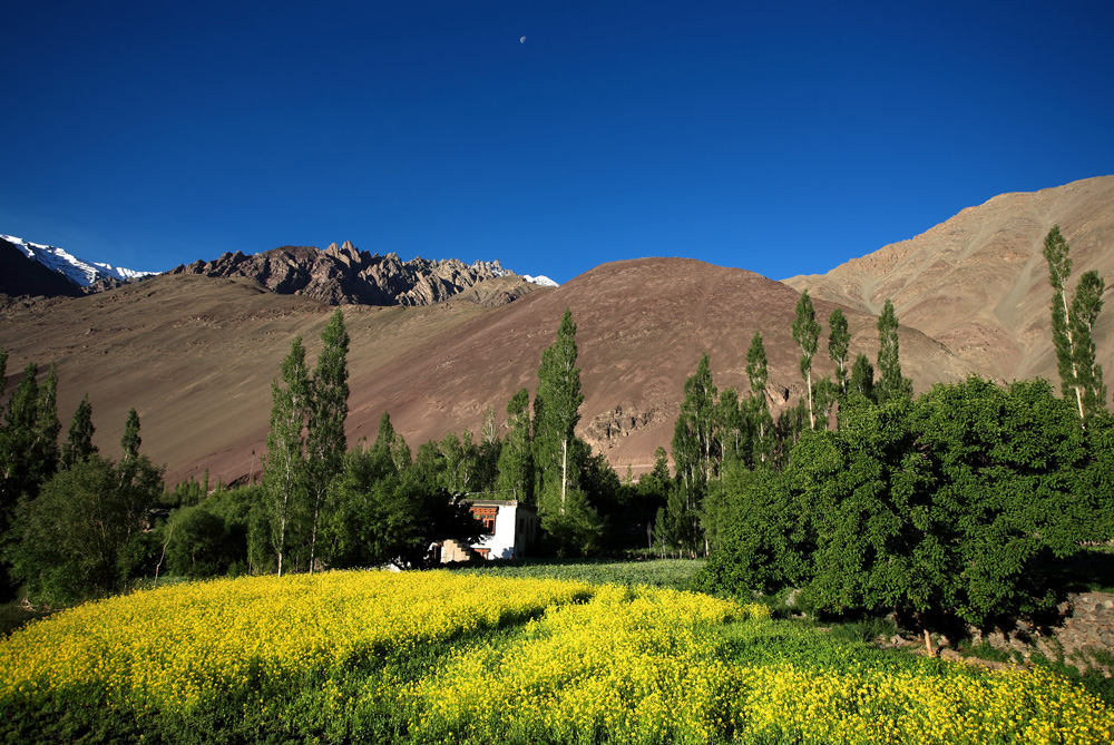 Yellow Flowers in Alchi