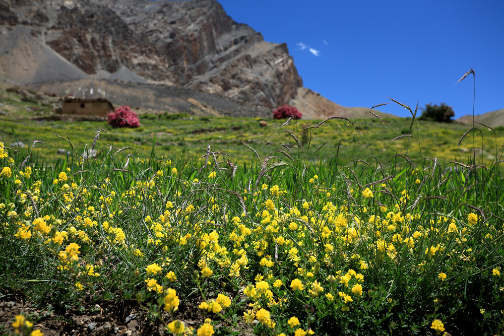 Lingshed Flowers