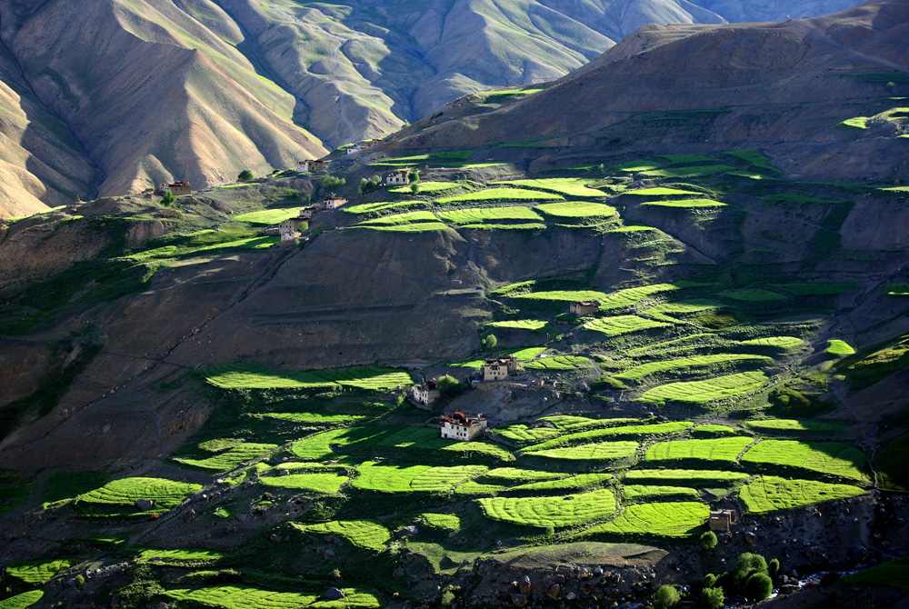 Green Barley Fields