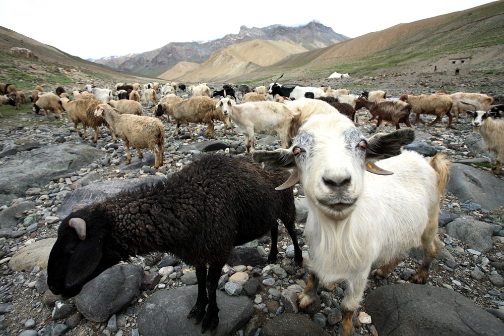 Photoksar Curious Goat