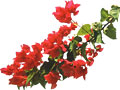 Blooming Bougainvillea