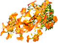 Blooming orange color blossom