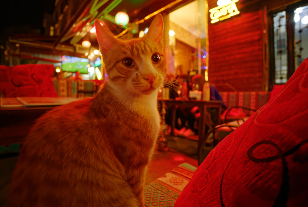 イスタンブールのケディ
