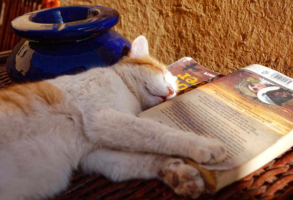 モロッコ・午眠をむさぼる猫