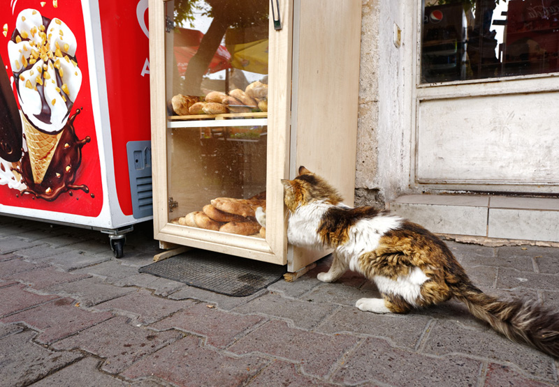 Cat trying get bread