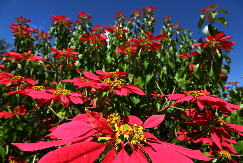 African poinsettia blooming all over the city in April