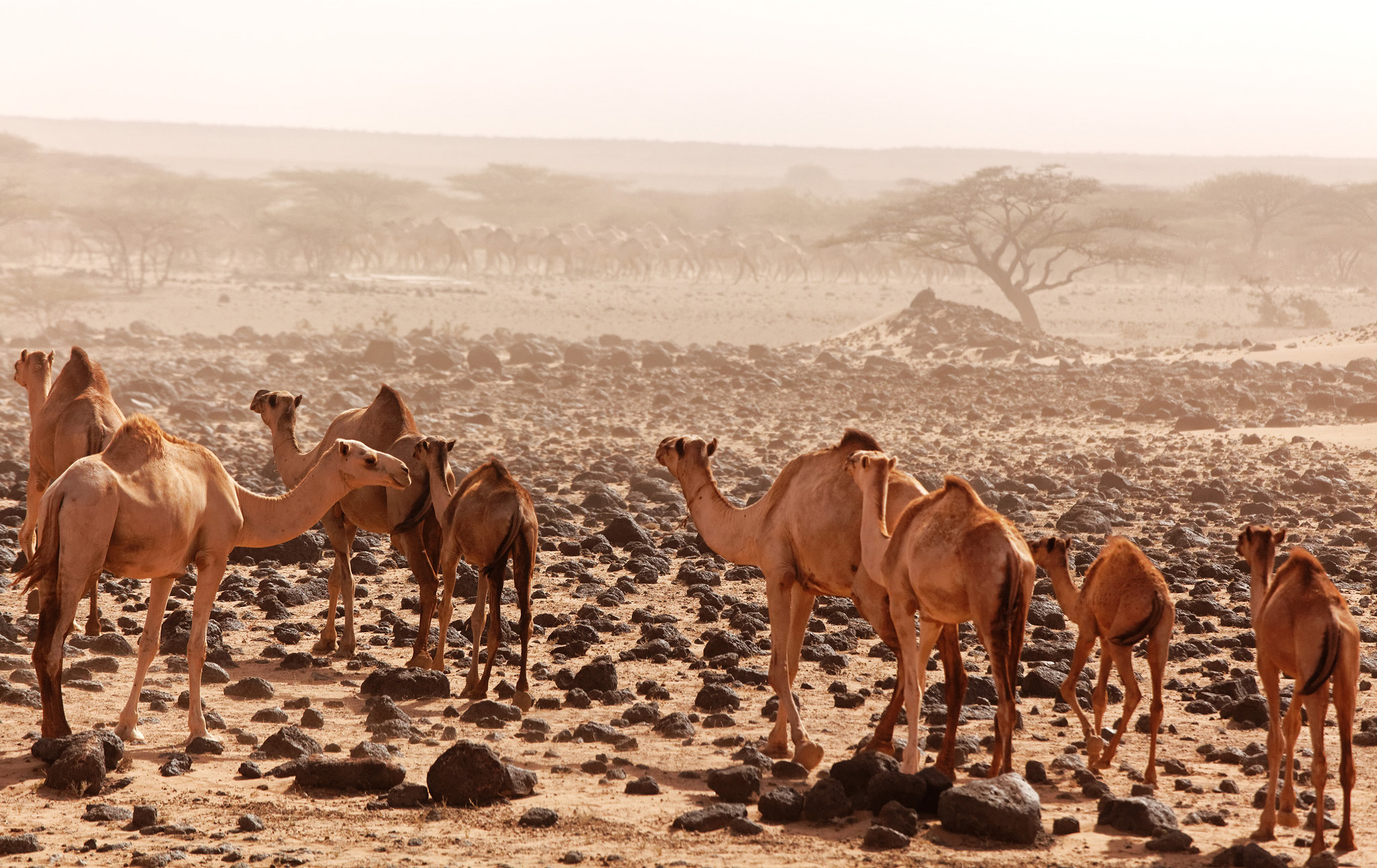 Flock of camels emerged through the sandstorm. North of Marsabit, Chalbi Desert, Kenya