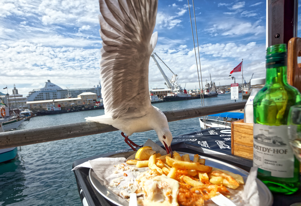 Cape Town, Seagull landing