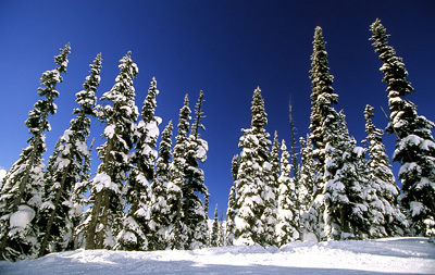 Canadian Forest, Blackcomb